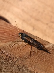 Urocerus gigas