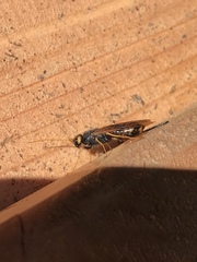 Urocerus gigas