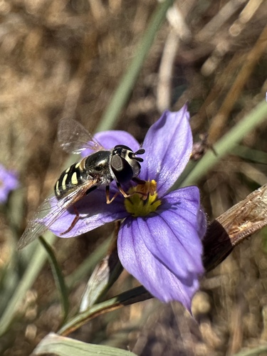Large-tailed Aphideater