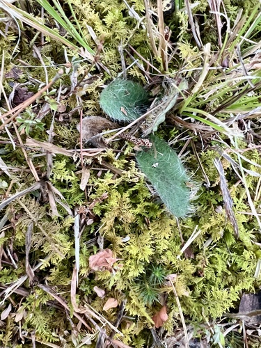 Image of Hieracium gronovii by (c) ashleyrsteel, some rights reserved (CC BY)