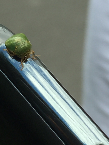 Plataspidae