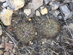 Coryphantha delicata