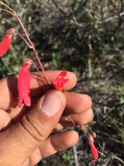 Penstemon lanceolatus