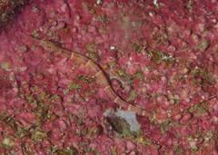 Corythoichthys nigripectus