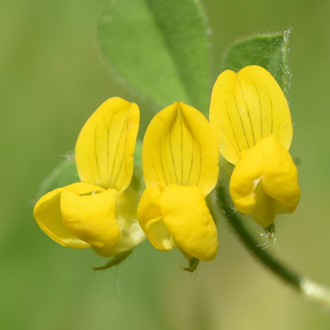 Lotus ornithopodioides
