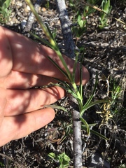 Penstemon lanceolatus