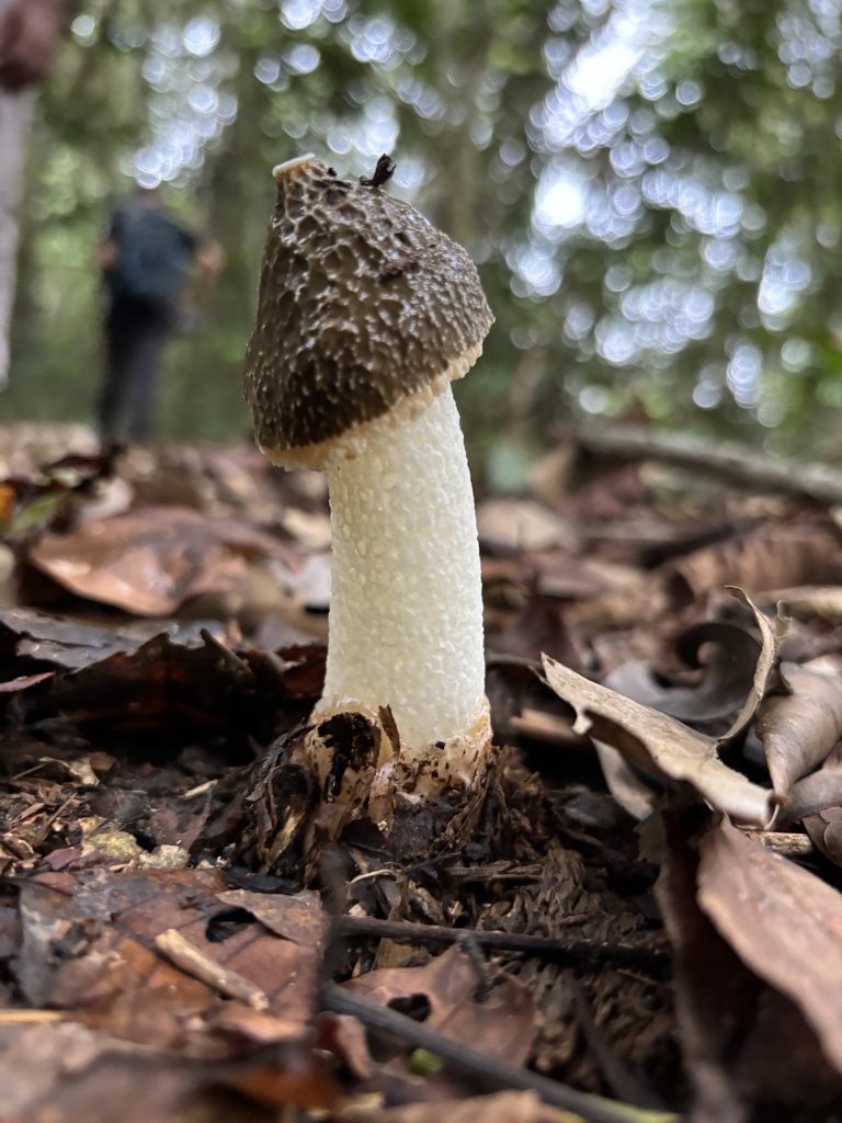 Phallus indusiatus · October 2024 · photo: © payalm (iNaturalist, cc-by)