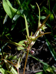 Oldenlandia capensis