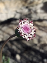 Othonna digitata