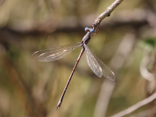 California Spreadwing photo 4
