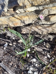 Othonna digitata