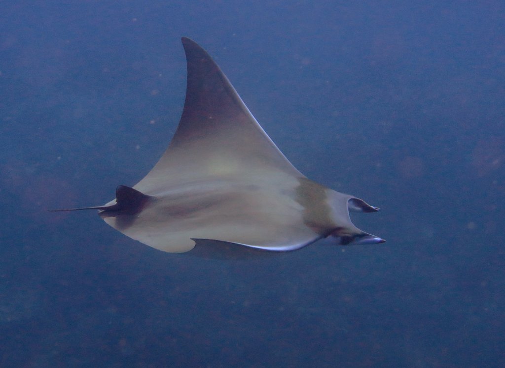 Kuhl's Devil Ray