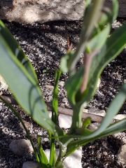 Othonna digitata