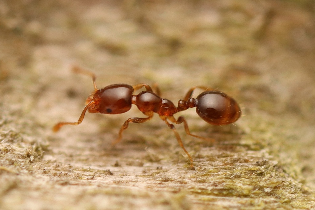 Chelaner smithii