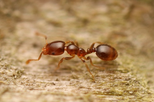 Chelaner smithiiChelaner smithii