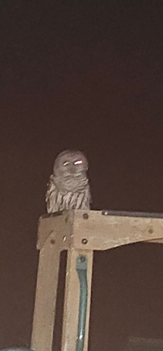 Barred Owl photographed in West Virginia