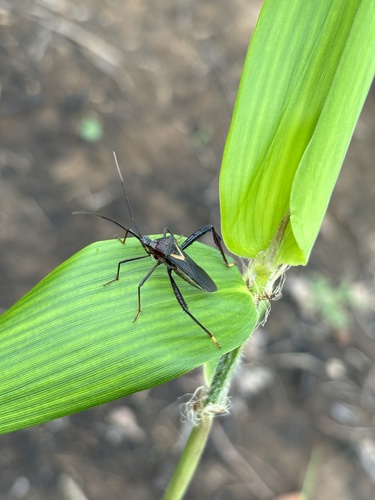 Stenometapodus v-luteum