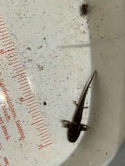 Ambystoma gracile