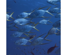Gafftopsail Pompano photo 5