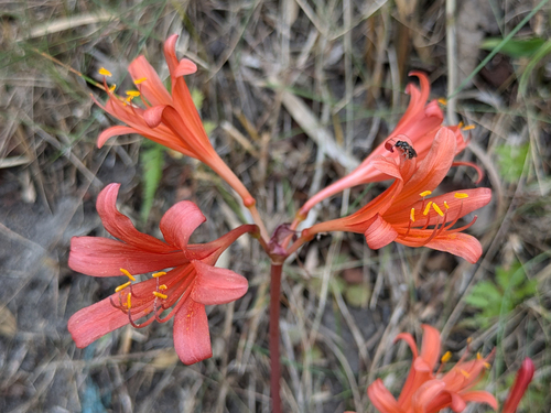 Orange spider lily (Lycoris sanguinea)
