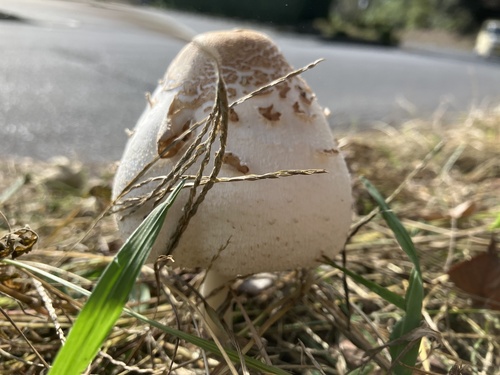 Chlorophyllum molybdites