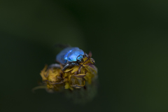Hoplia coerulea