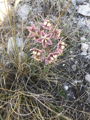 Asclepias zanthodacryon