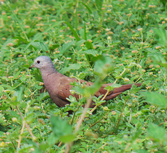 Columbina talpacoti