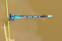 Enallagma annexum