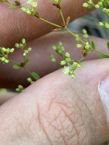 Image of Paronychia baldwinii by no rights reserved
