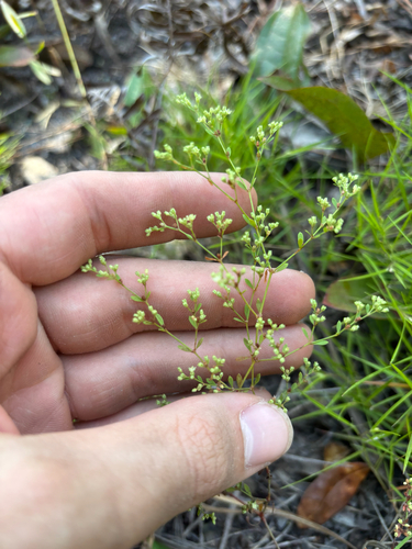 Image of Paronychia baldwinii by no rights reserved