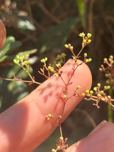 Image of Paronychia baldwinii by no rights reserved