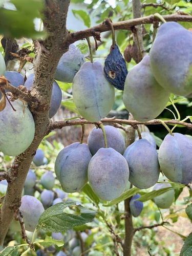 Prunus domestica