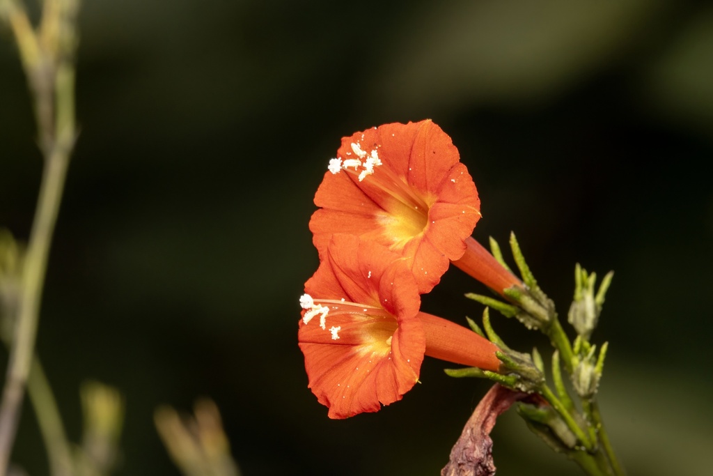 Campanilla