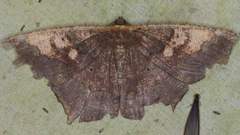 Paragonia cruraria
