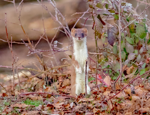 Eurasian Stoat