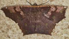 Paragonia cruraria