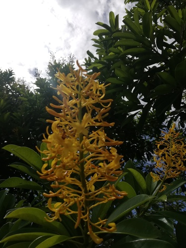 Vochysia guatemalensis (Vochysia guatemalensis)