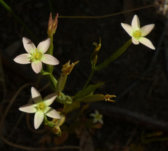 Centaurium maritimum