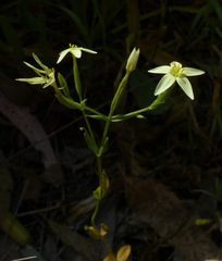 Centaurium maritimum