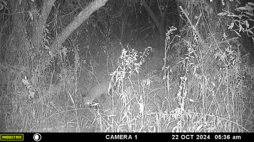 Red Fox photographed in West Virginia