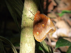 Catoblepia xanthicles