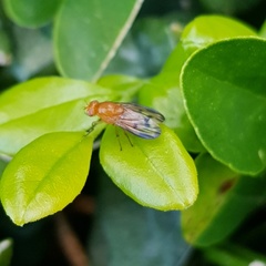 Neogriphoneura bispoi