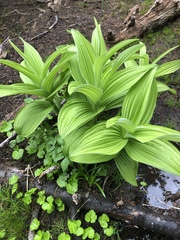 Veratrum viride