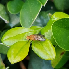 Neogriphoneura bispoi