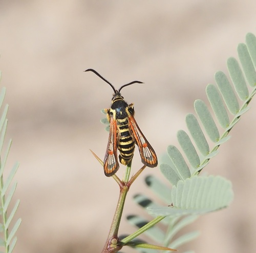 Coronopus Borer Moth photo 3