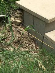 Thamnophis sirtalis annectens