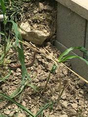 Thamnophis proximus proximus