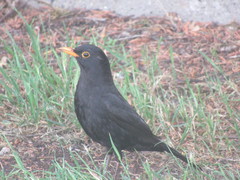 Turdus merula