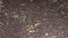 Thamnophis sirtalis annectens